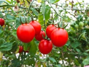 tomates