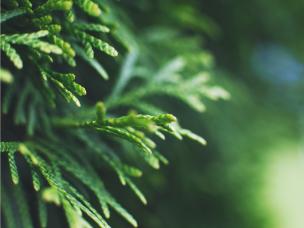 Pielęgnacja i nawożenie tui