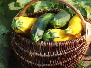 Basket of courgettes in a garden