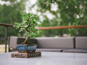 Bonsai tree on a table
