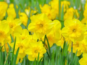 Osterglocken pflanzen