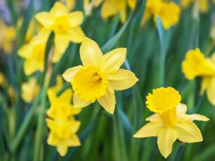 Field of daffodils