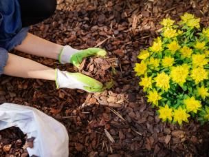 Woman mulching a yellow flowerbed