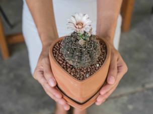 Cactus planted with clay balls