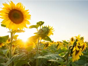Sunflower Field at Sunrise