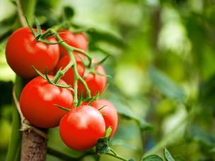 Tomatoes on a vine
