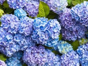 How and when to prune hydrangeas