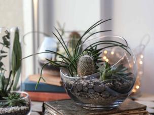 Cacti and succulents by a window