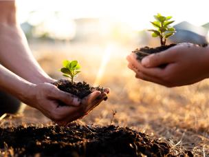 Co to jest ukorzeniacz i jak go stosować?