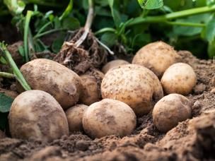 Quelle variété de pommes de terre choisir? - Love the garden