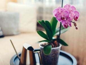 Orchidee snoeien – Phalaenopsis en Dendrobium - I Love My Garden