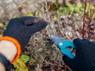 Winter pruning: a complete guide for a thriving garden