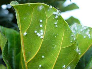 What are woolly aphids?