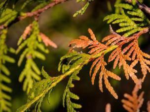 Schuppenbräune an Thuja