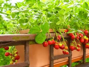 Balcony Rail with Planter and Ripe Tomatoes