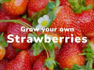 Grow your own Strawberries