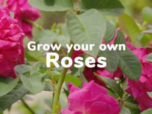 Grow your own Roses