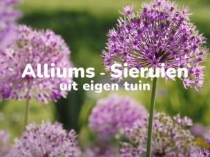Hoe alliums of sieruien kweken?