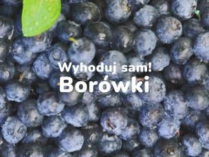 borówki