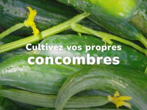 Comment cultiver des concombres