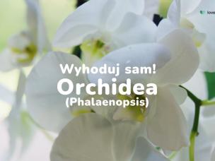 orchidea (phalaenopsis)