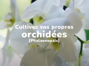 soigner des orchidées