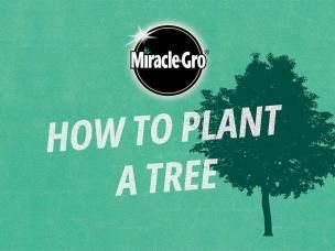 Learn how to plant a tree