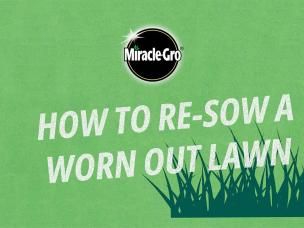 How to re-sow a lawn using grass seed