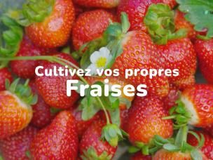 Cultivez vos propres fraises