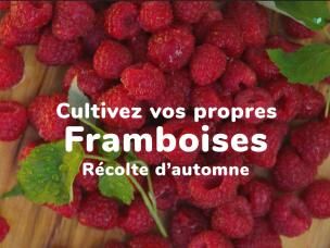 Cultivez vos propres framboises