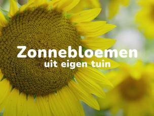 Zonnebloemen kweken