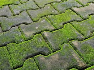 Voorbeeld van een terrasvloer met groene aanslag | Exemple d'une sol de terrasse avec dépôts verts et traces vertes