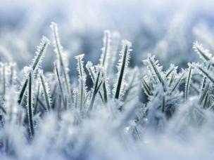 Close-up view of frosted grass blades