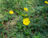 How to get rid of bindii weed