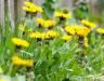 Ras-le-bol des mauvaises herbes ?