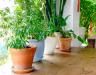Entretien des plantes d'intérieur: guide simple pour ceux qui n’ont pas la main verte