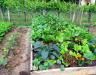Grond voorbereiden in de moestuin - Tips en advies