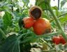Die häufigsten Tomatenkrankheiten und ihre Behandlung  