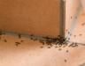 Was hilft gegen Ameisen im Haus?