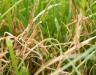 Diagnose: Pilzerkrankungen im Rasen