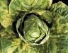Mehltau an Gemüsepflanzen: Bekämpfung und Vorbeugung