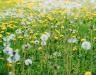 How to get rid of dandelions in your lawn