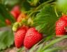 Erdbeeren pflanzen & pflegen