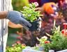 How to choose the best compost for your plants 