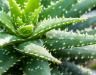 Aloe Vera (Echte Aloe): Pflege und Anwendung einfach gemacht