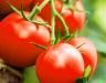 Tomaten (Paradeiser) pflanzen
