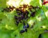 Aphids