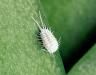 Mealybugs