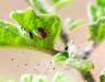 Red Spider Mite Treatment and Control