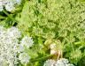 How to remove giant hogweed